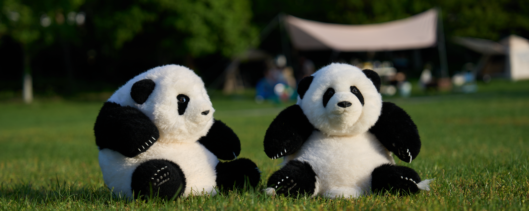 collection-banner-image
